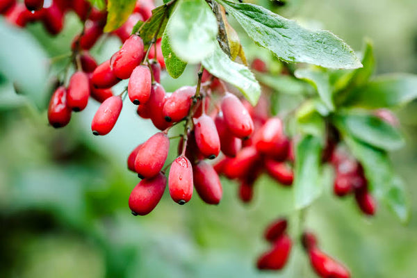 Berberine HCL