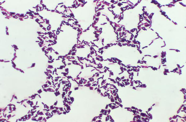 Bacillus Coagulans